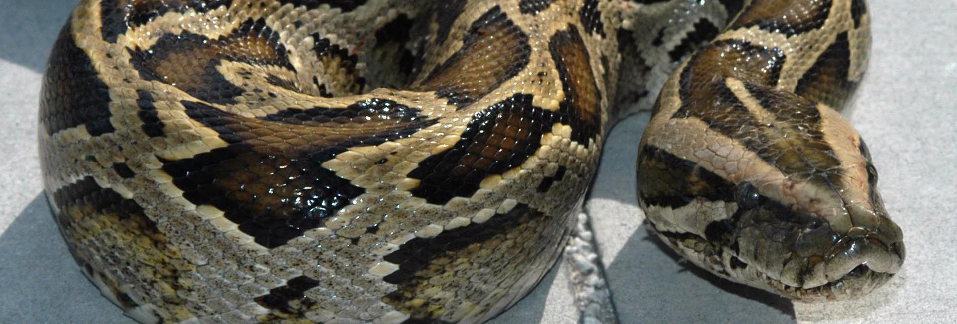 Burmese Pythons are an exotic invader of Florida's Everglades. They threaten the ecosystem since there's no natural predators.